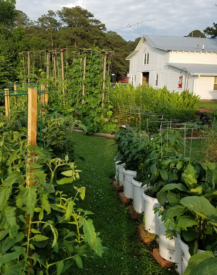 vegetable garden