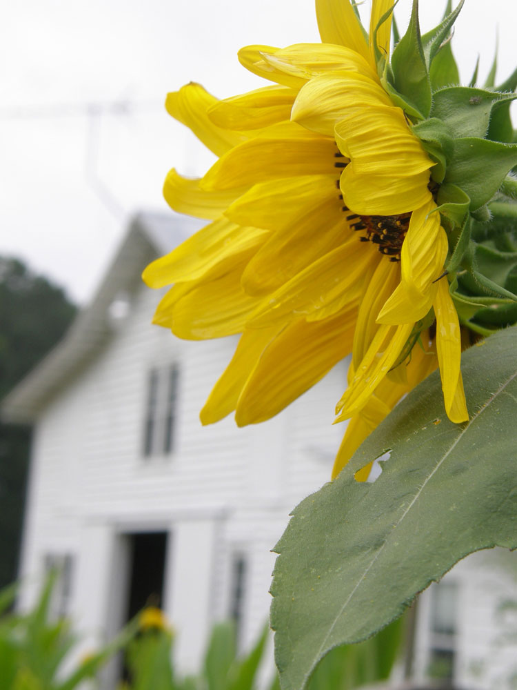 sunflowers and barn