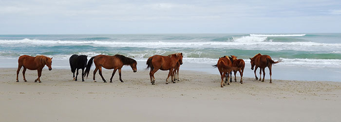 Outer Banks wild horses