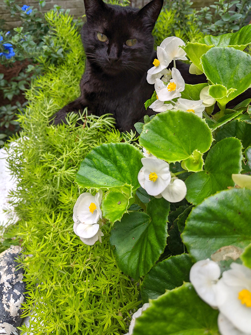 black cat in flower bed