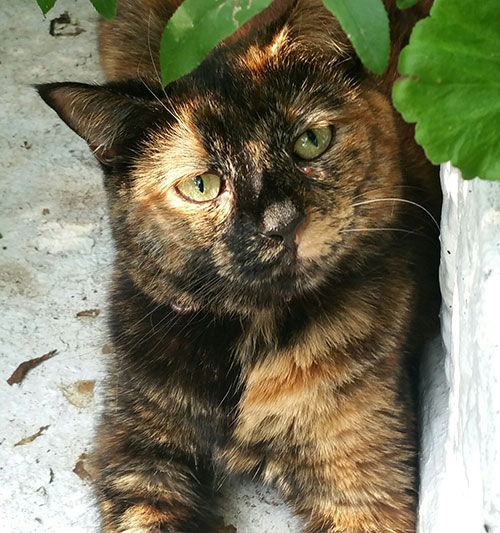 tabby-colored cat